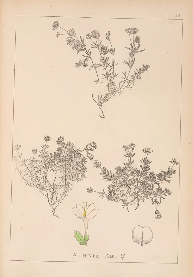 Herbier De La Flore Francaise Pl 0665 by Louis Antoine Cusin - Canvas Print