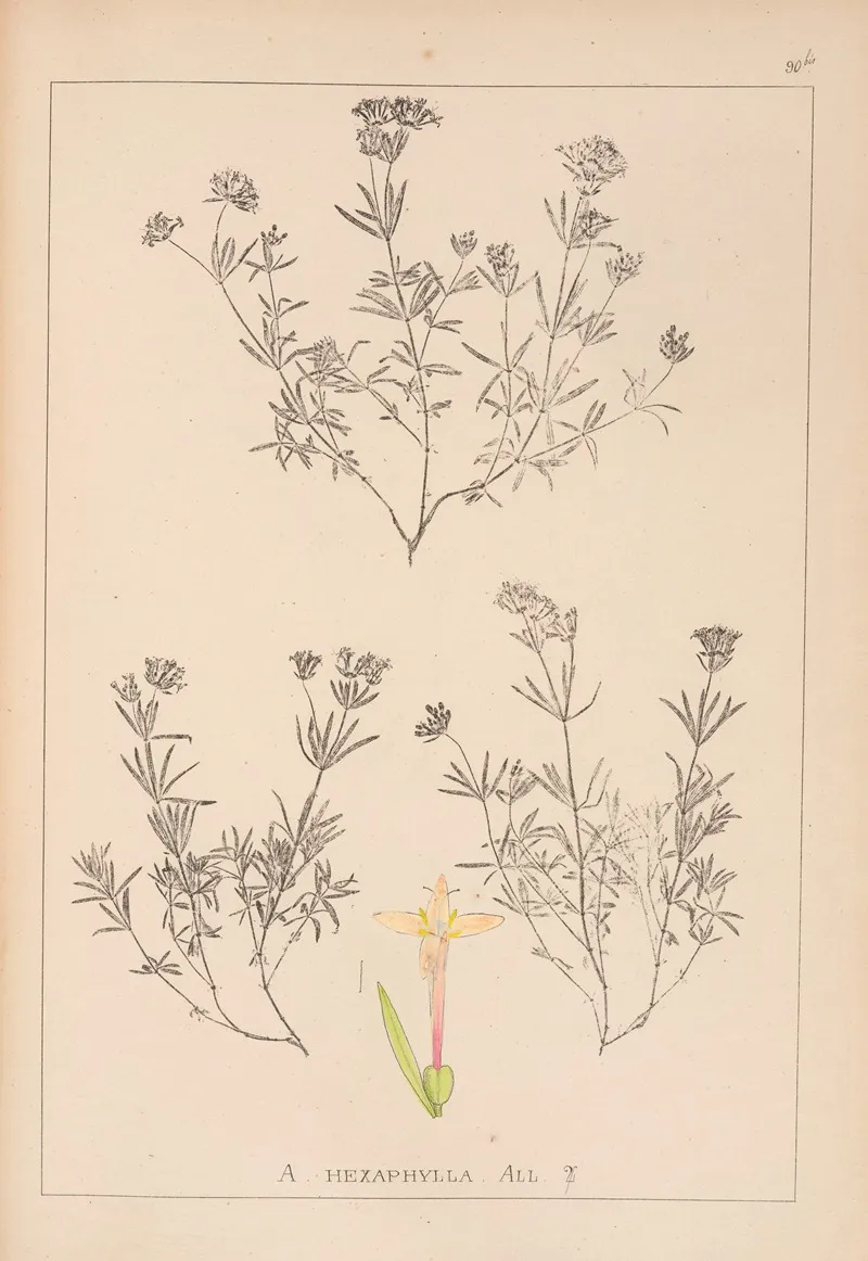Herbier De La Flore Francaise Pl 0666 by Louis Antoine Cusin - Canvas Print