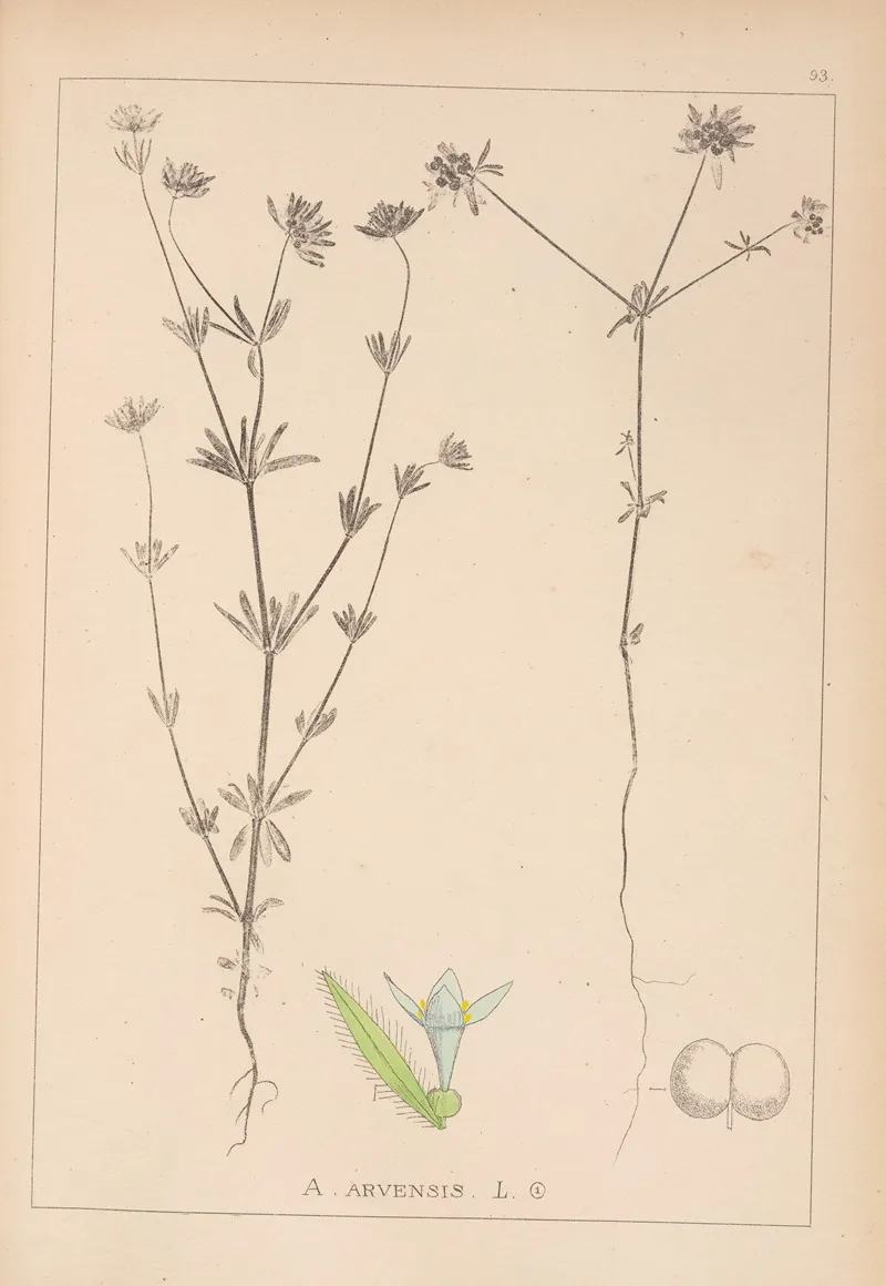 Herbier De La Flore Francaise Pl 0669 by Louis Antoine Cusin - Canvas Print