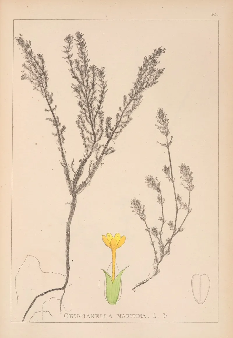 Herbier De La Flore Francaise Pl 0671 by Louis Antoine Cusin - Canvas Print