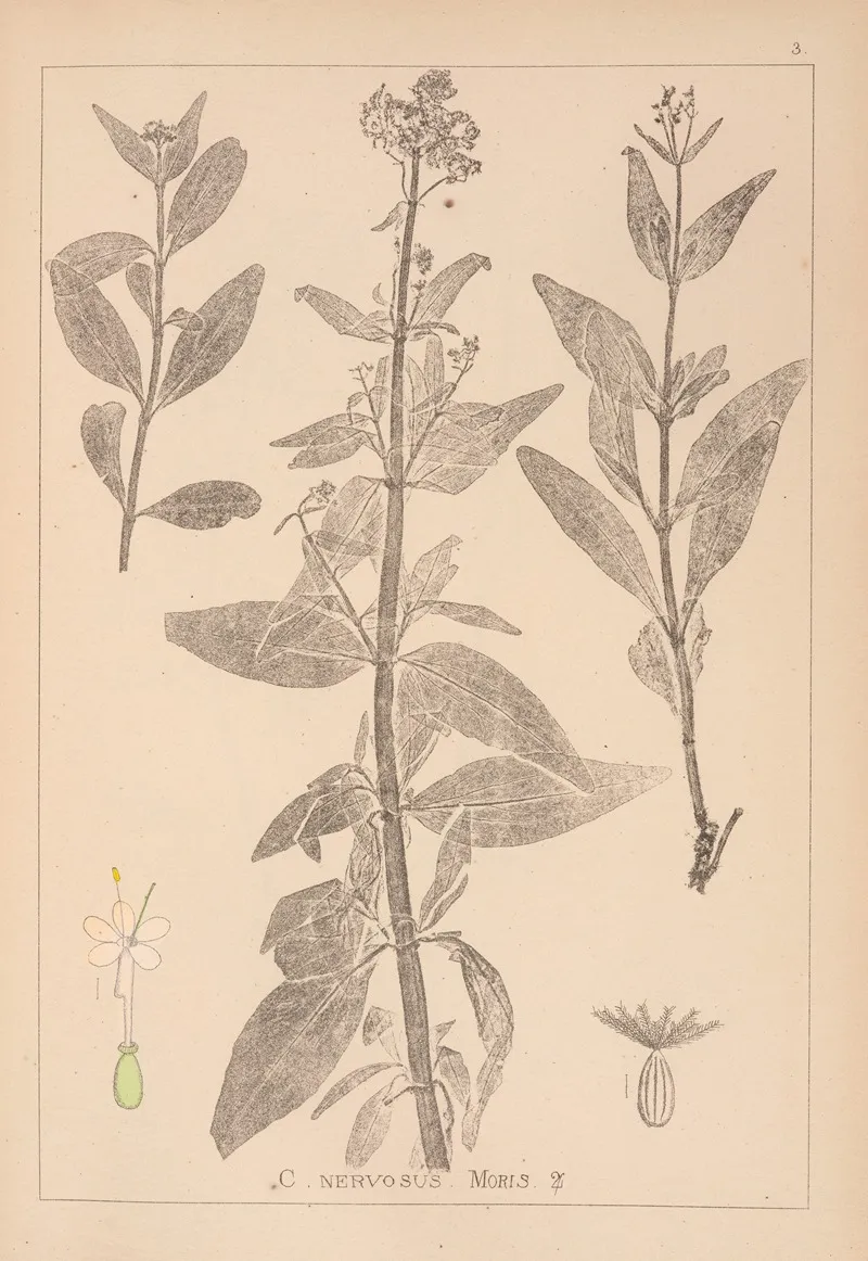 Herbier De La Flore Francaise Pl 0676 by Louis Antoine Cusin - Canvas Print