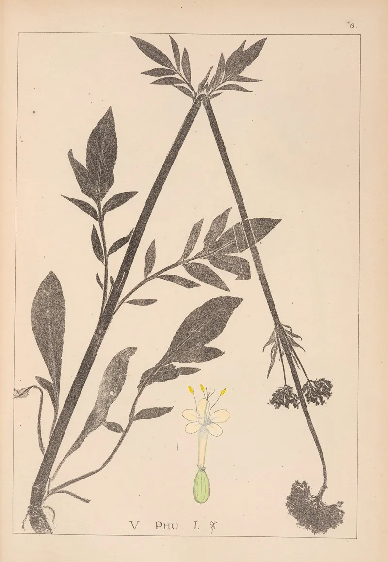 Herbier De La Flore Francaise Pl 0679 by Louis Antoine Cusin - Canvas Print