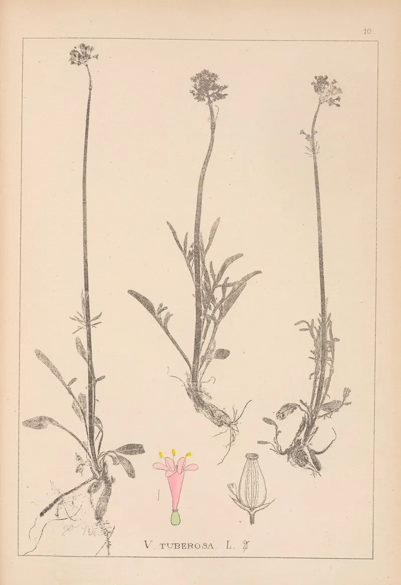 Herbier De La Flore Francaise Pl 0683 by Louis Antoine Cusin - Canvas Print