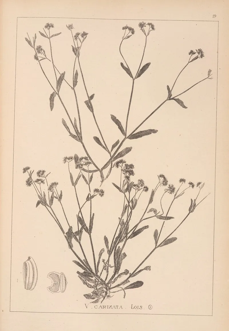 Herbier De La Flore Francaise Pl 0693 by Louis Antoine Cusin - Canvas Print
