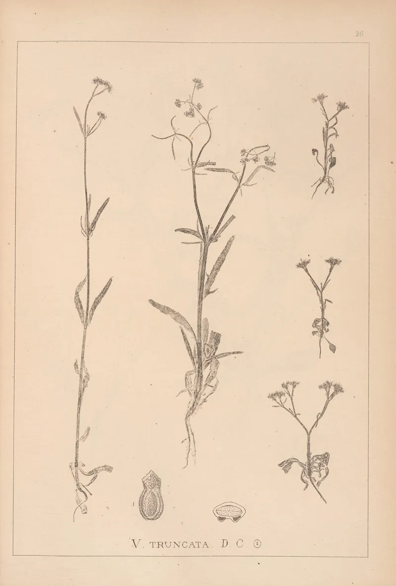 Herbier De La Flore Francaise Pl 0702 by Louis Antoine Cusin - Canvas Print