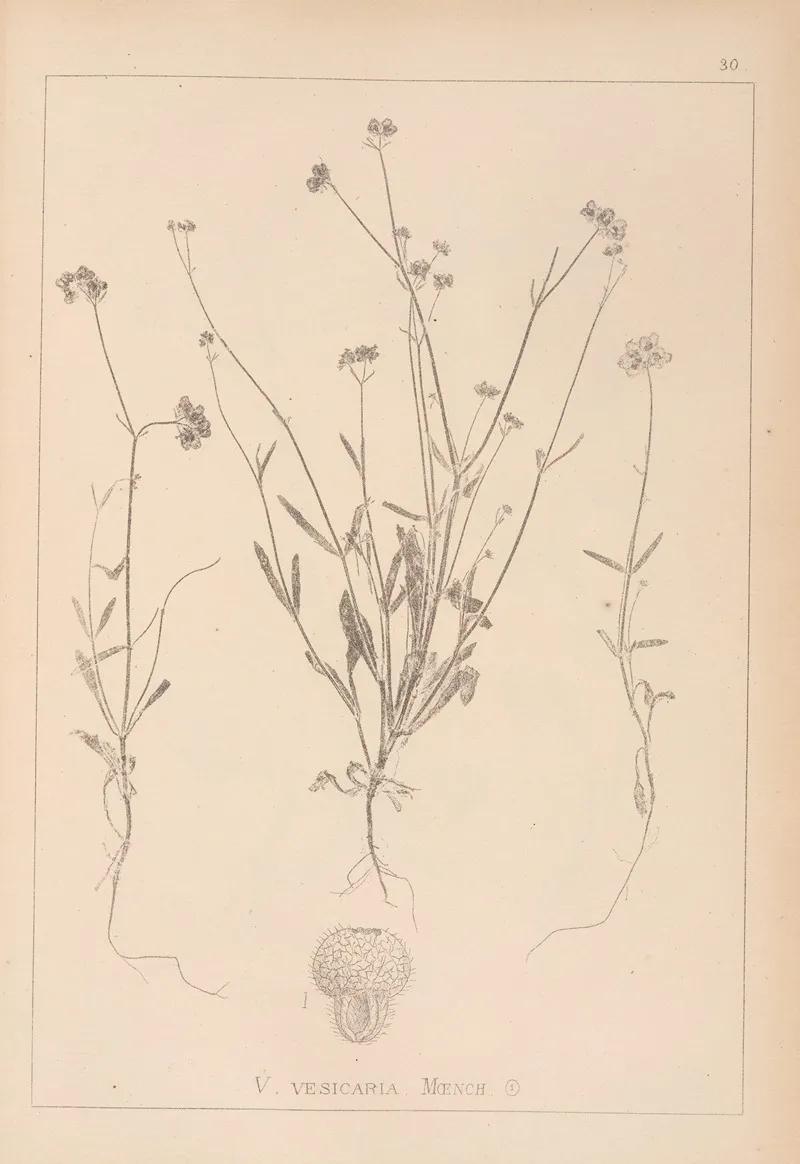 Herbier De La Flore Francaise Pl 0707 by Louis Antoine Cusin - Canvas Print