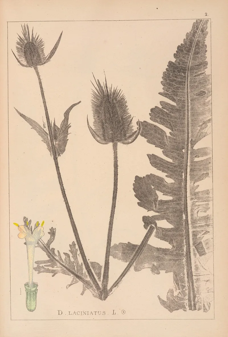 Herbier De La Flore Francaise Pl 0710 by Louis Antoine Cusin - Canvas Print