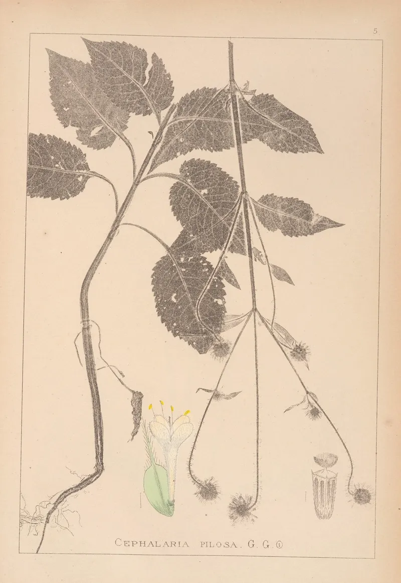 Herbier De La Flore Francaise Pl 0713 by Louis Antoine Cusin - Canvas Print