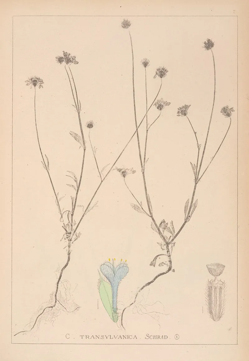 Herbier De La Flore Francaise Pl 0715 by Louis Antoine Cusin - Canvas Print