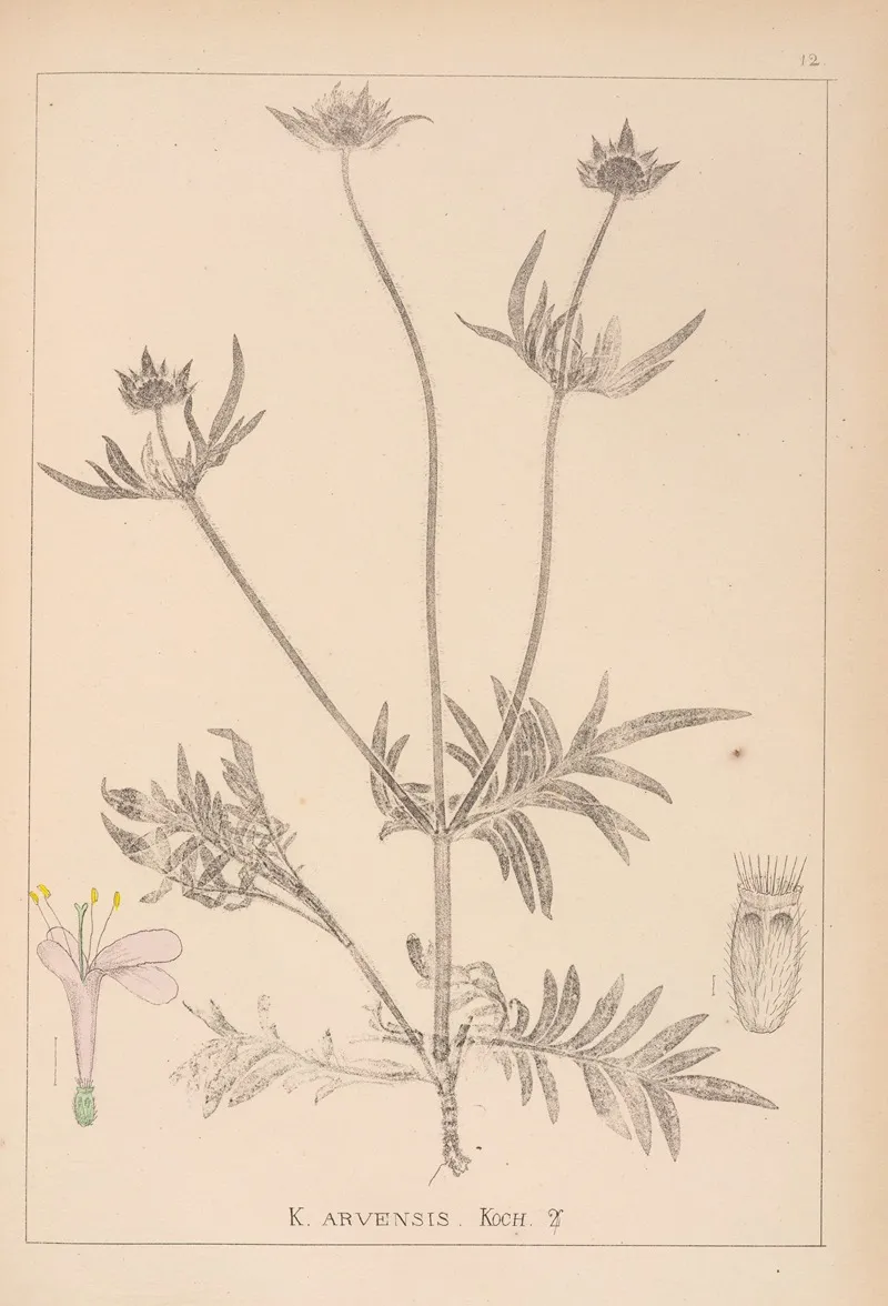 Herbier De La Flore Francaise Pl 0720 by Louis Antoine Cusin - Canvas Print