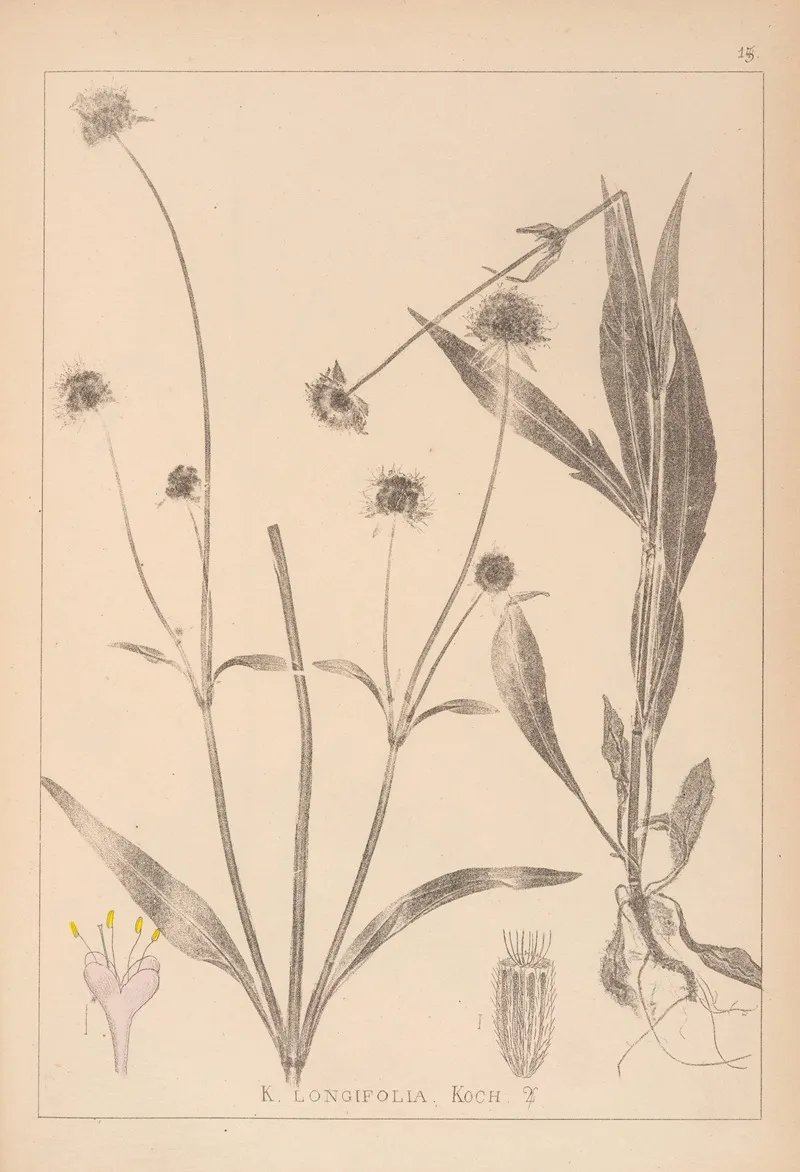 Herbier De La Flore Francaise Pl 0723 by Louis Antoine Cusin - Canvas Print