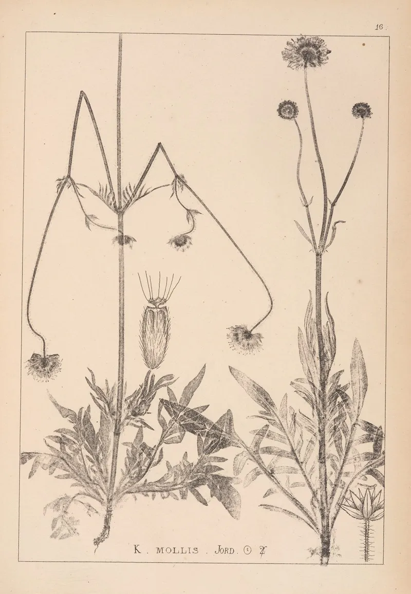 Herbier De La Flore Francaise Pl 0724 by Louis Antoine Cusin - Canvas Print