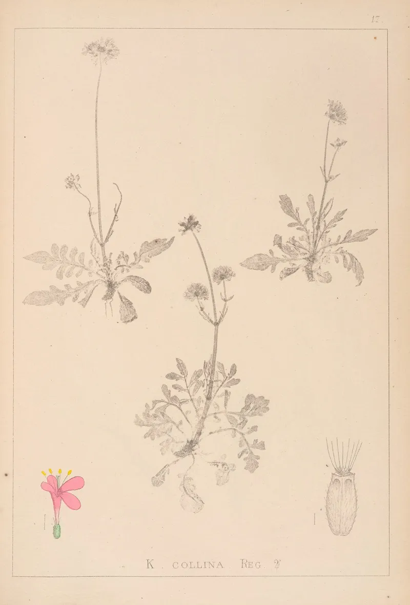 Herbier De La Flore Francaise Pl 0725 by Louis Antoine Cusin - Canvas Print