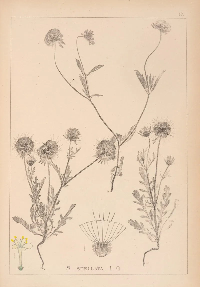Herbier De La Flore Francaise Pl 0727 by Louis Antoine Cusin - Canvas Print
