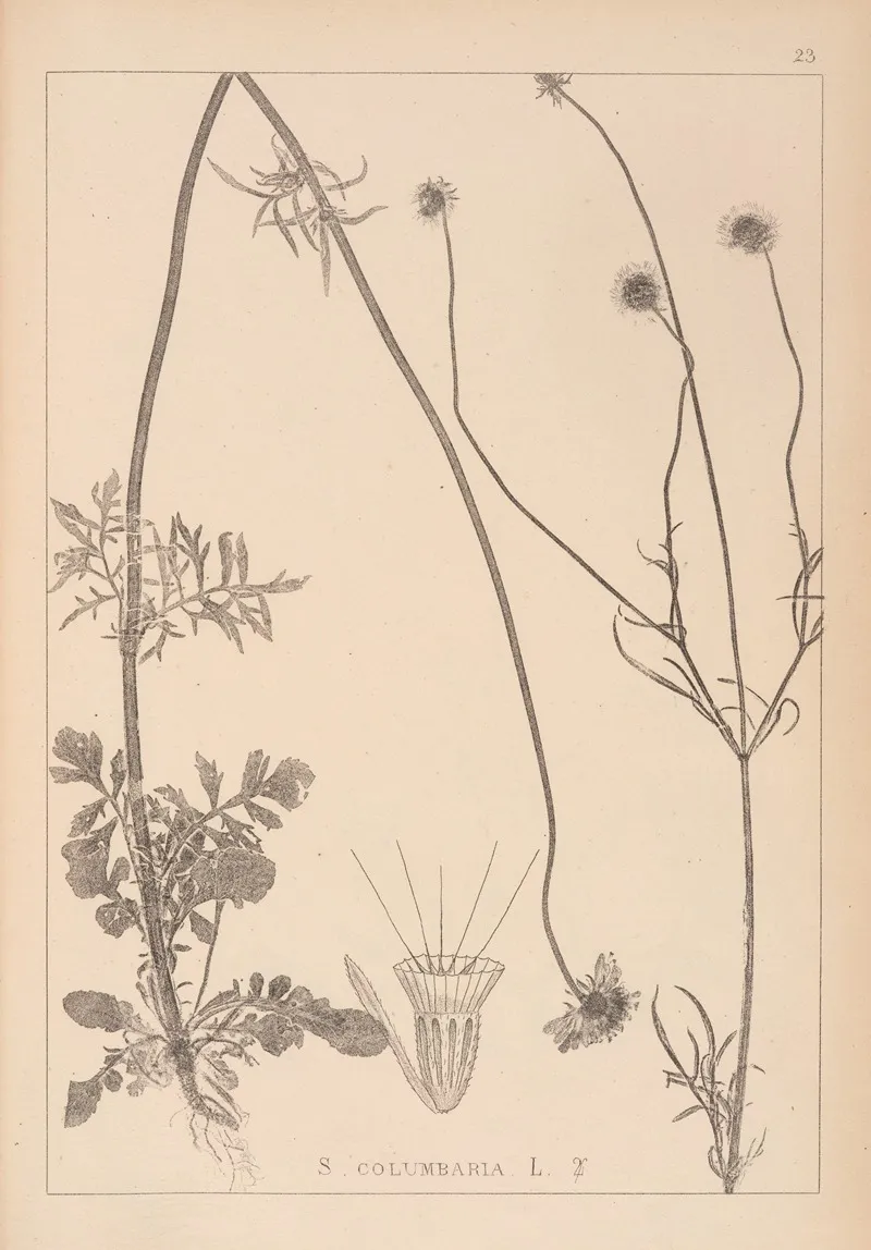 Herbier De La Flore Francaise Pl 0731 by Louis Antoine Cusin - Canvas Print