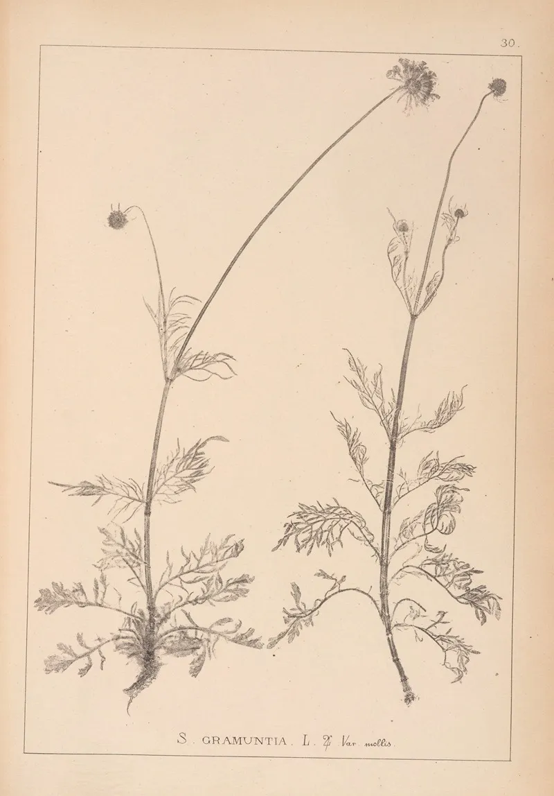 Herbier De La Flore Francaise Pl 0737 by Louis Antoine Cusin - Canvas Print