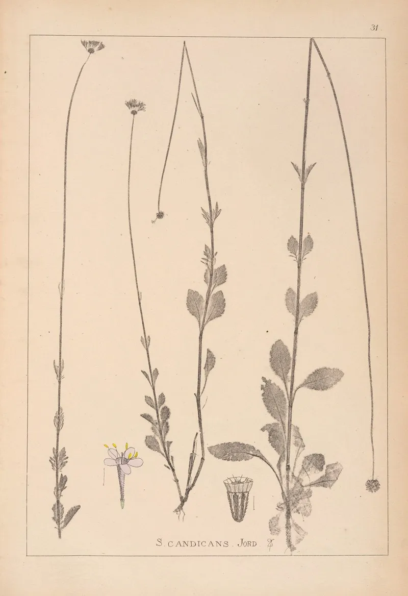 Herbier De La Flore Francaise Pl 0738 by Louis Antoine Cusin - Canvas Print