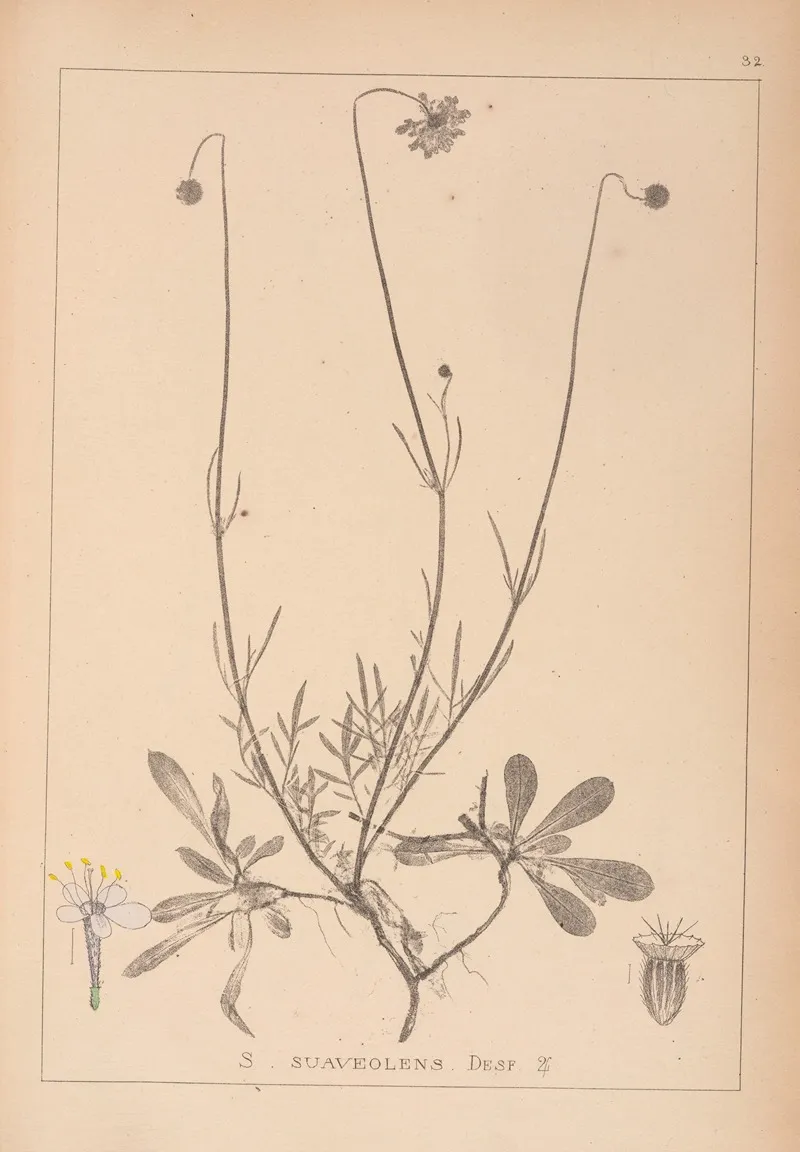 Herbier De La Flore Francaise Pl 0739 by Louis Antoine Cusin - Canvas Print