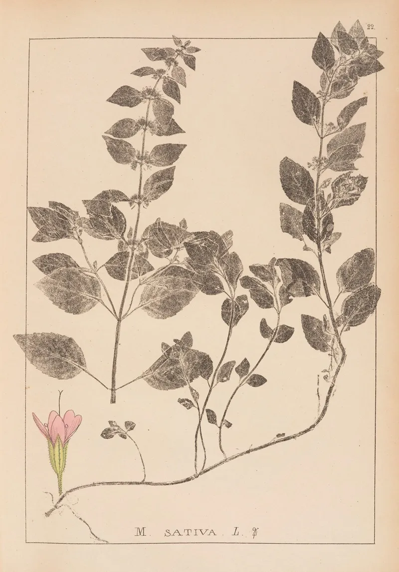 Herbier De La Flore Francaise Pl 0762 by Louis Antoine Cusin - Canvas Print