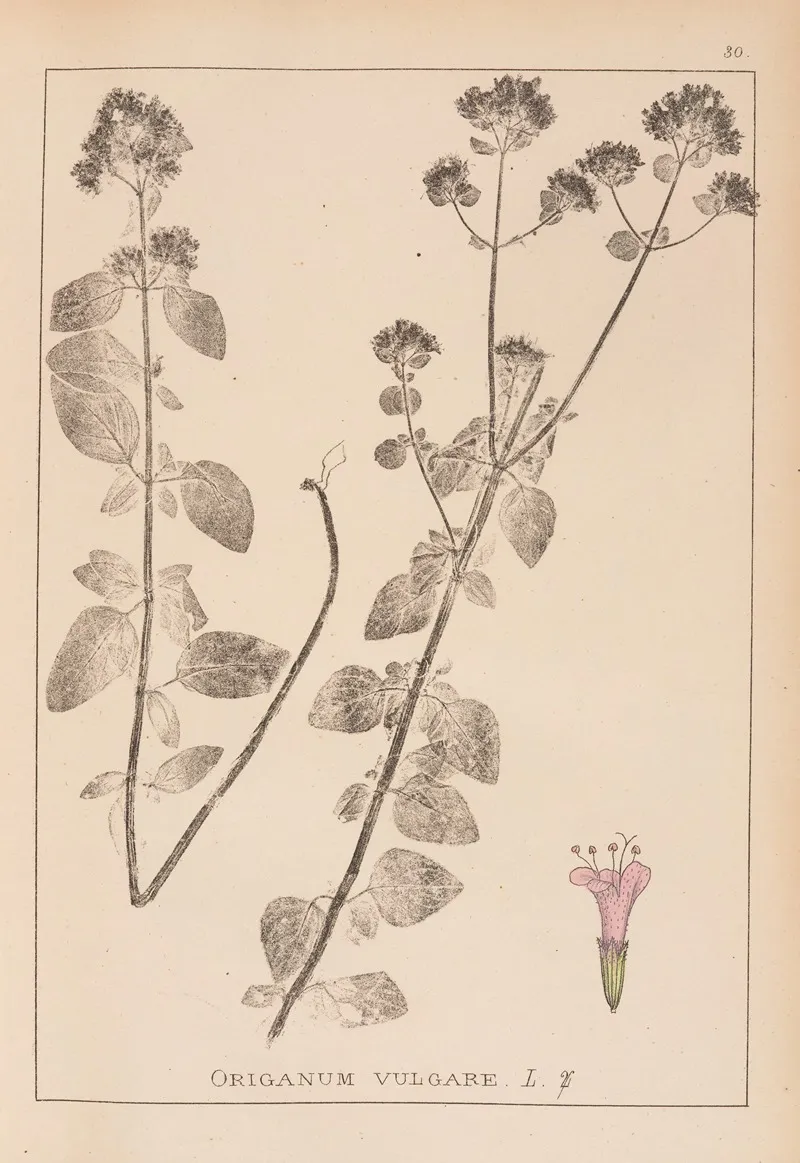 Herbier De La Flore Francaise Pl 0770 by Louis Antoine Cusin - Canvas Print