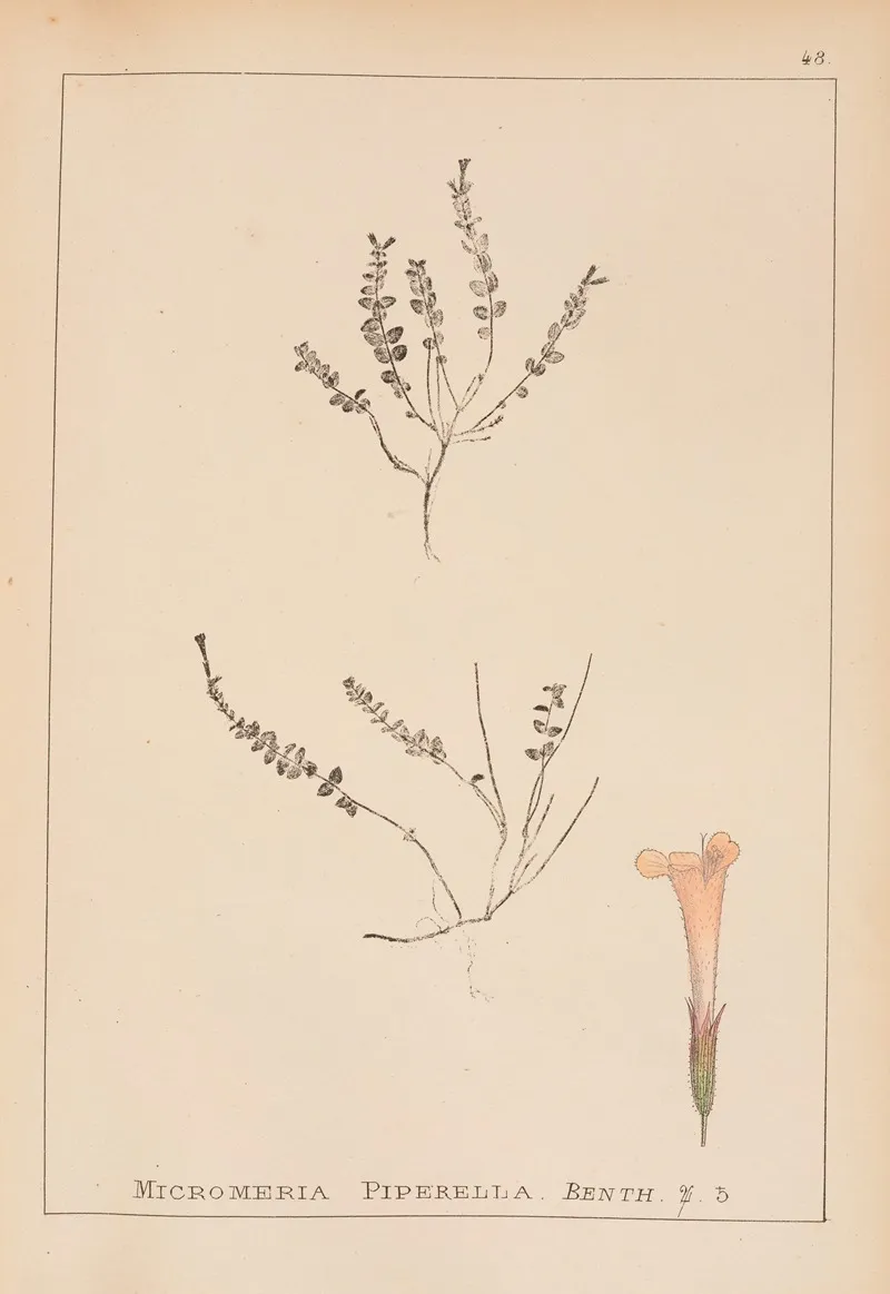 Herbier De La Flore Francaise Pl 0788 by Louis Antoine Cusin - Canvas Print