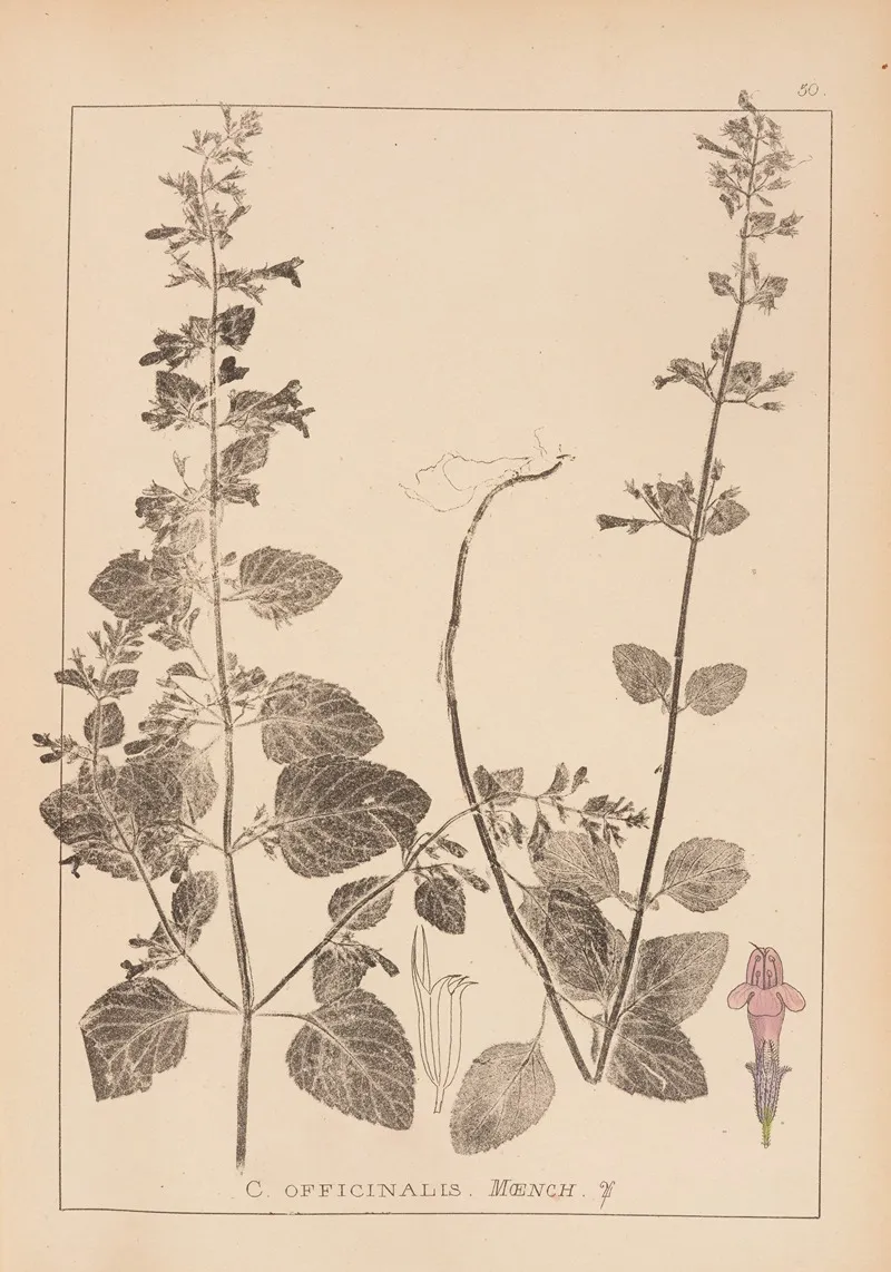 Herbier De La Flore Francaise Pl 0790 by Louis Antoine Cusin - Canvas Print
