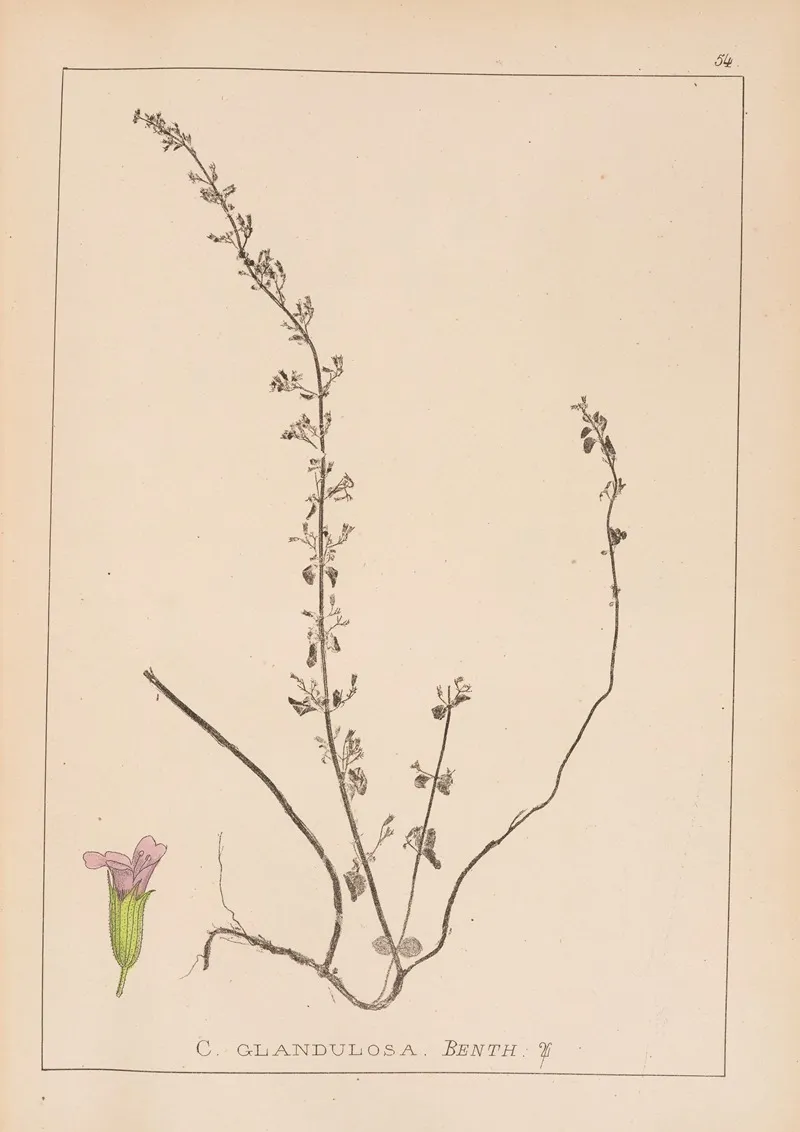 Herbier De La Flore Francaise Pl 0794 by Louis Antoine Cusin - Canvas Print