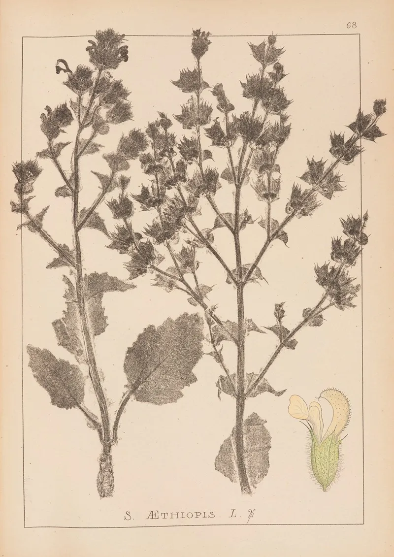 Herbier De La Flore Francaise Pl 0808 by Louis Antoine Cusin - Canvas Print