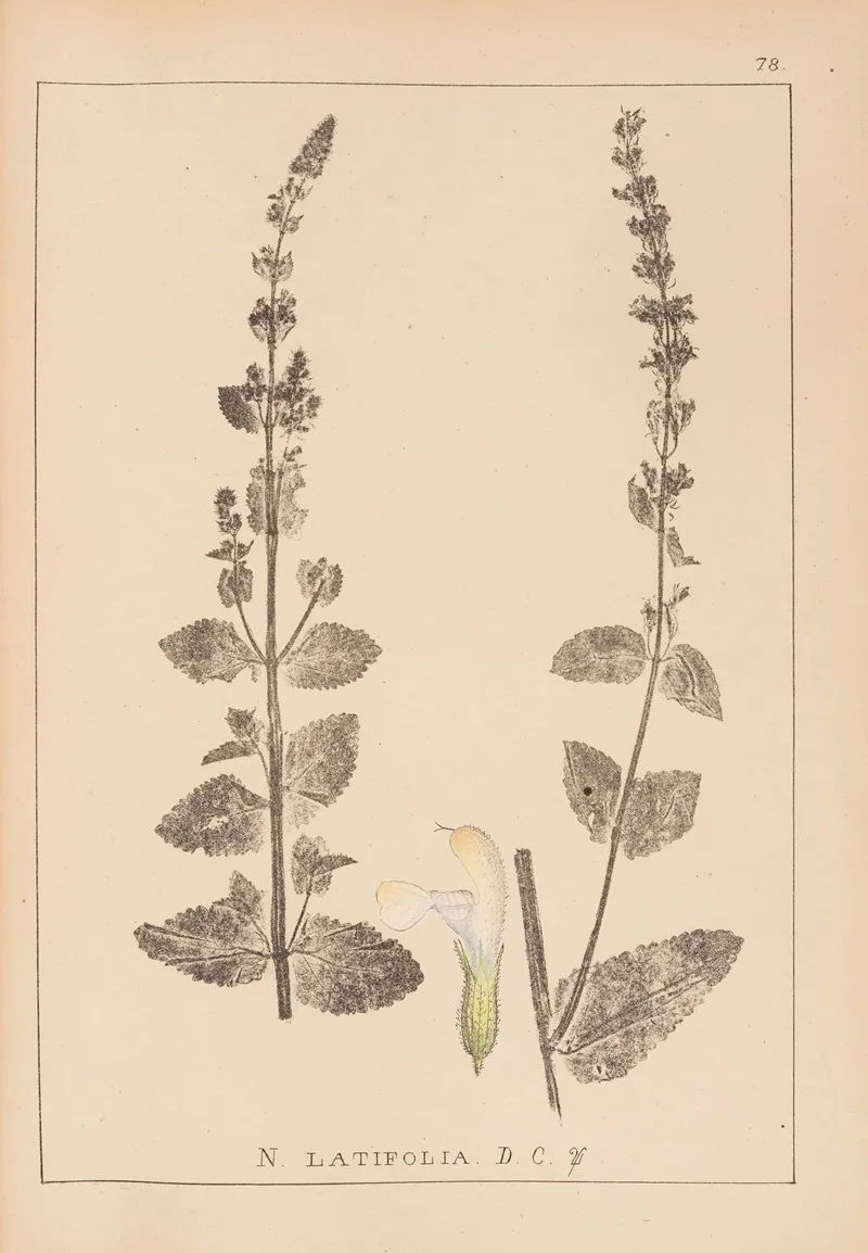 Herbier De La Flore Francaise Pl 0818 by Louis Antoine Cusin - Canvas Print