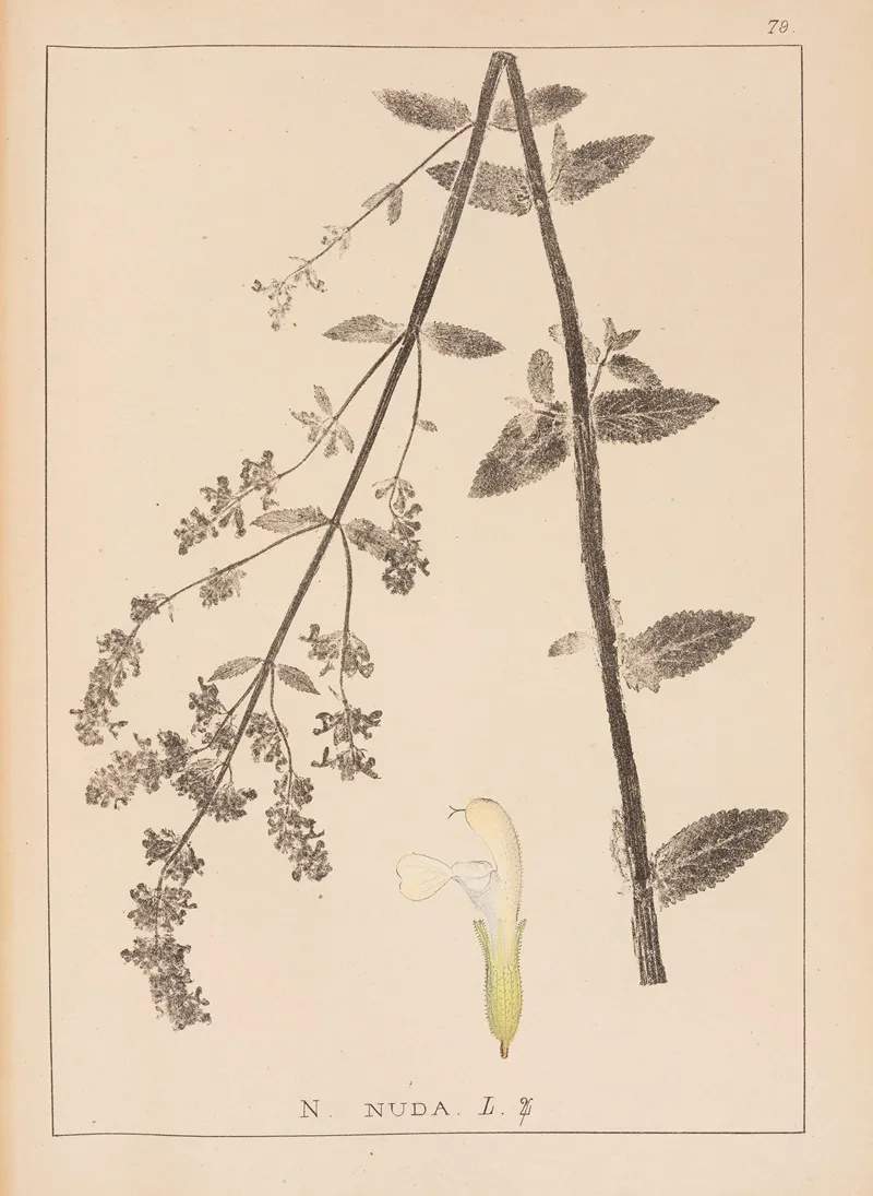 Herbier De La Flore Francaise Pl 0819 by Louis Antoine Cusin - Canvas Print