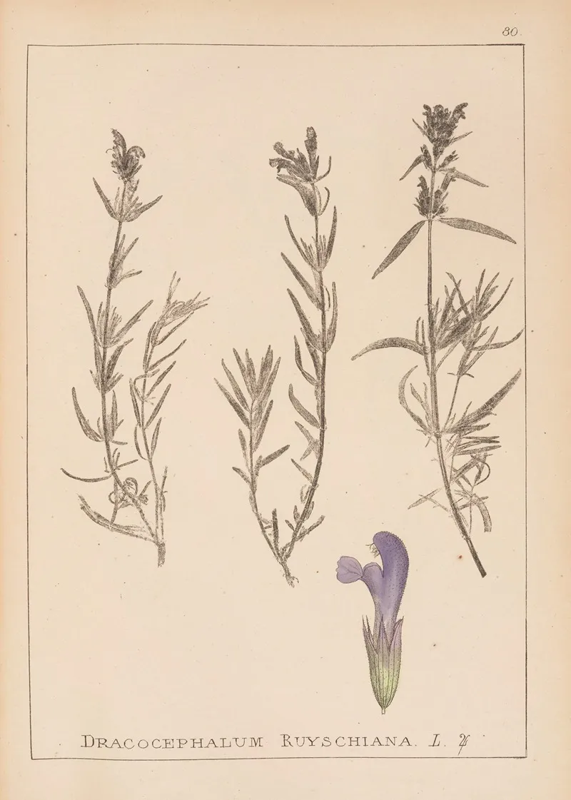 Herbier De La Flore Francaise Pl 0820 by Louis Antoine Cusin - Canvas Print
