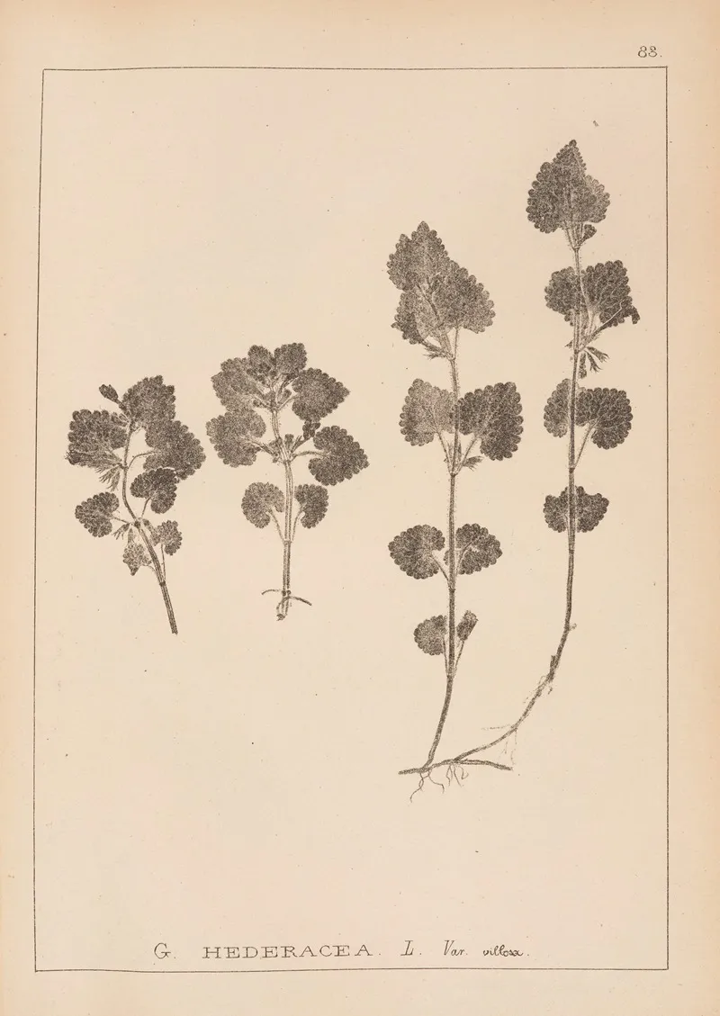 Herbier De La Flore Francaise Pl 0823 by Louis Antoine Cusin - Canvas Print