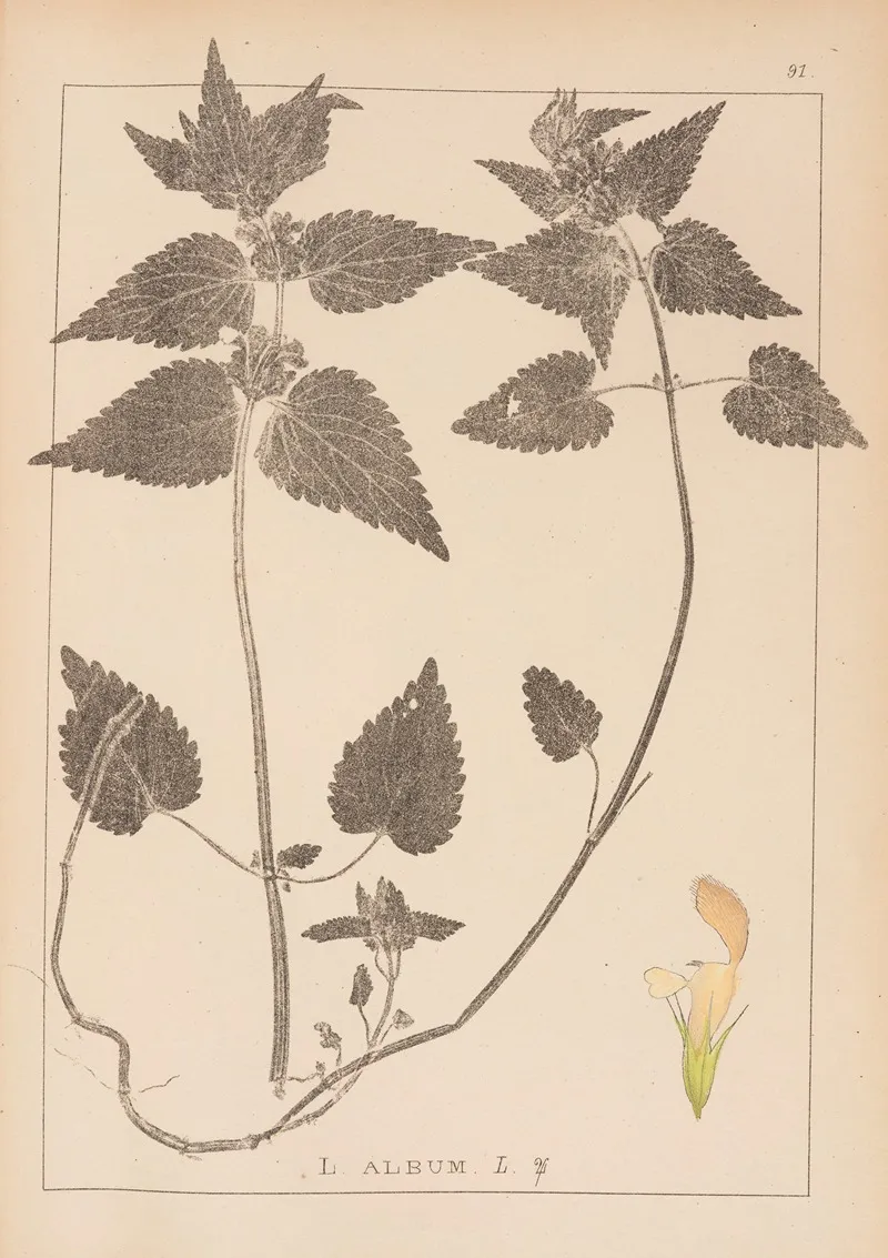 Herbier De La Flore Francaise Pl 0830 by Louis Antoine Cusin - Canvas Print