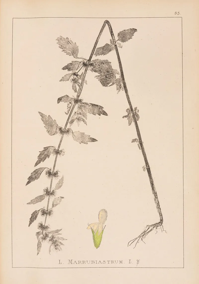 Herbier De La Flore Francaise Pl 0834 by Louis Antoine Cusin - Canvas Print