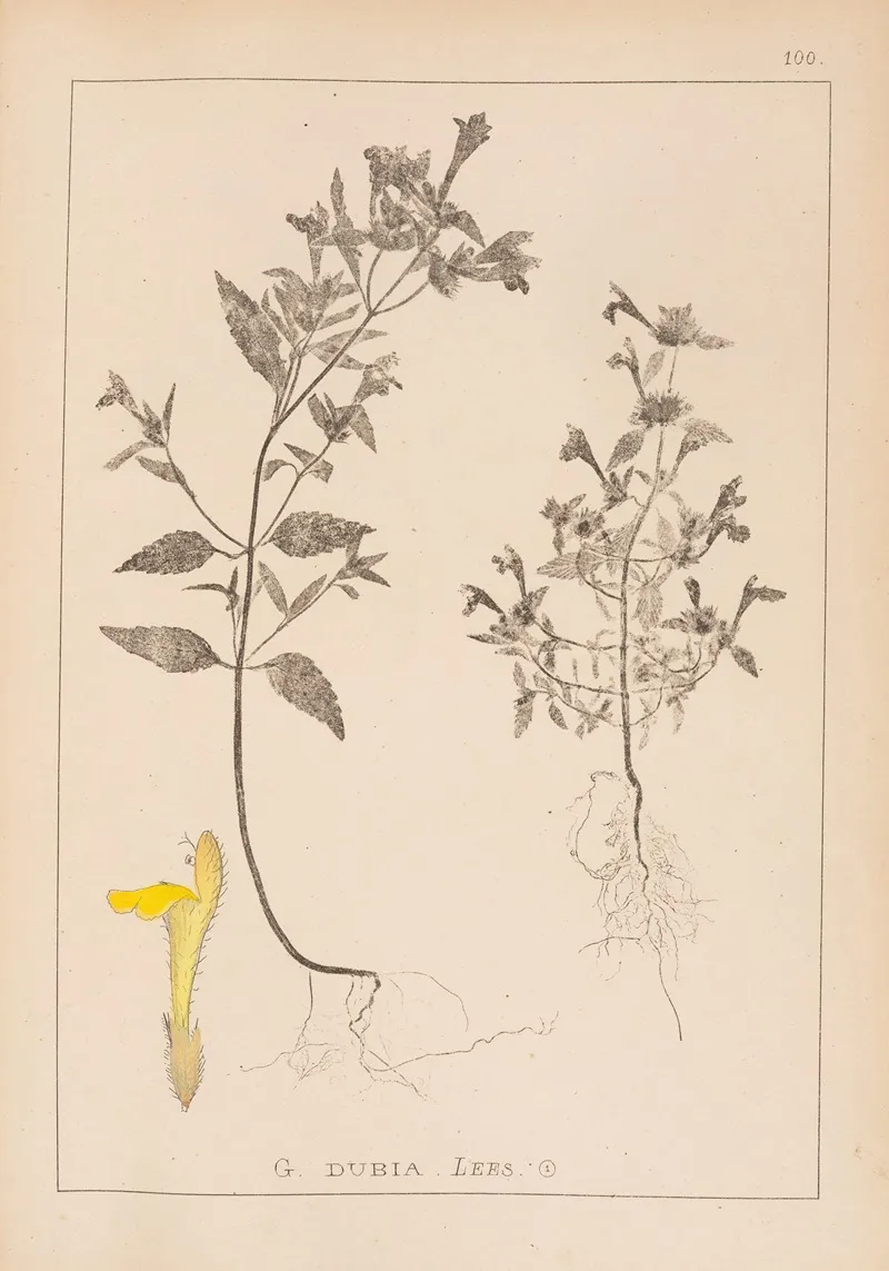 Herbier De La Flore Francaise Pl 0839 by Louis Antoine Cusin - Canvas Print