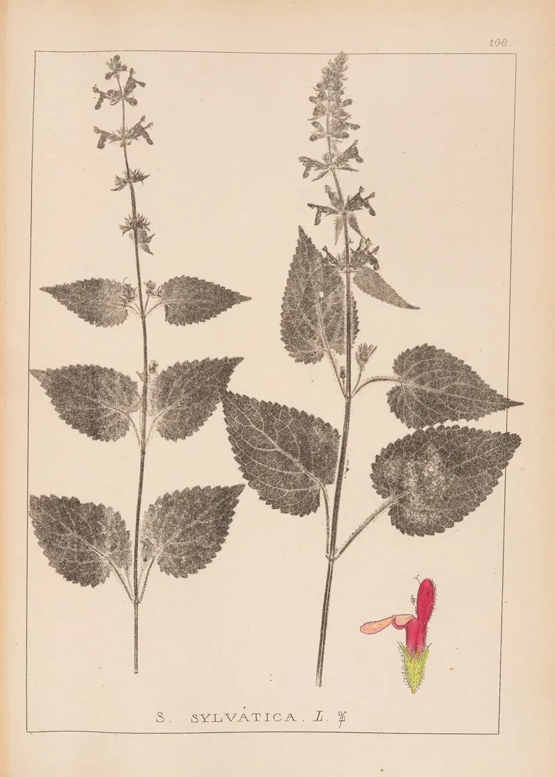 Herbier De La Flore Francaise Pl 0847 by Louis Antoine Cusin - Canvas Print