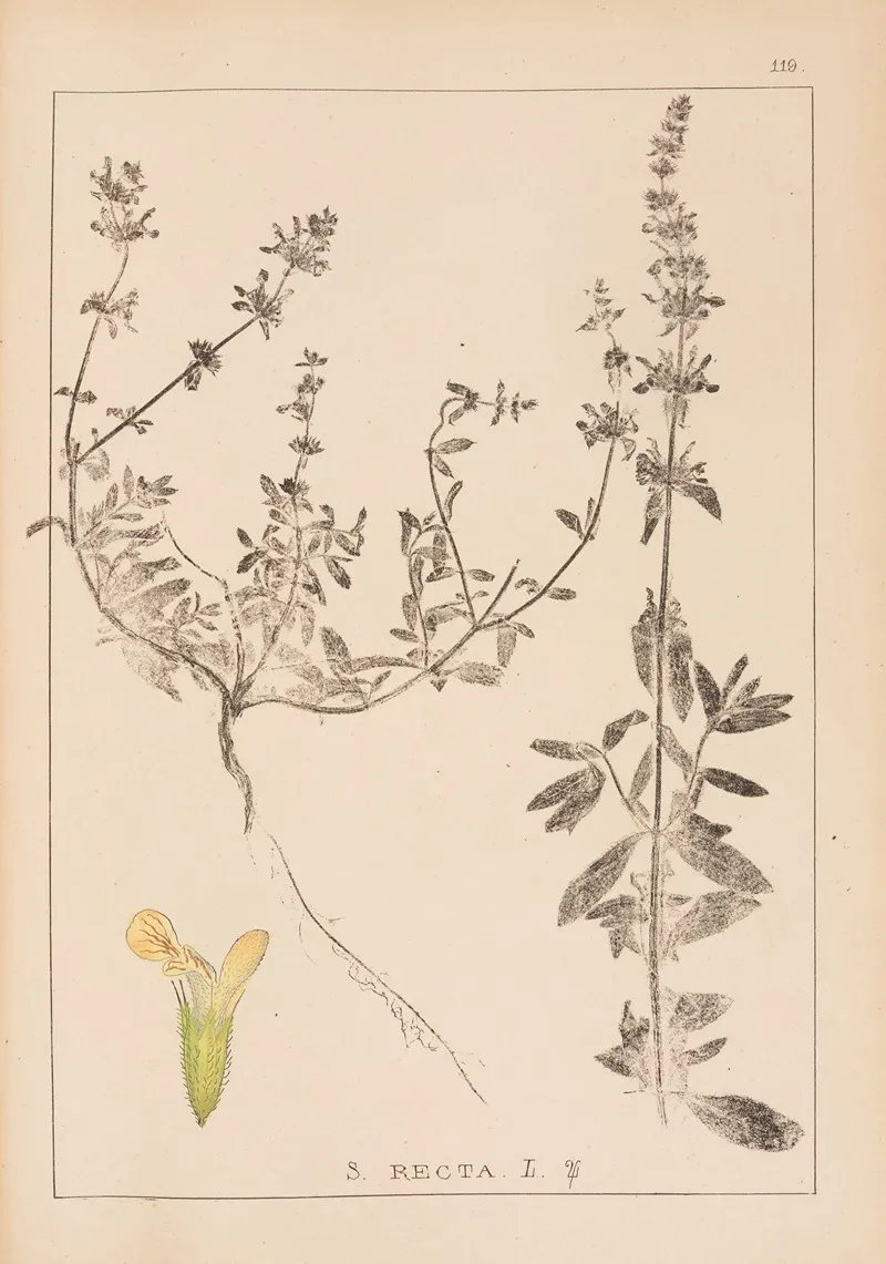 Herbier De La Flore Francaise Pl 0858 by Louis Antoine Cusin - Canvas Print