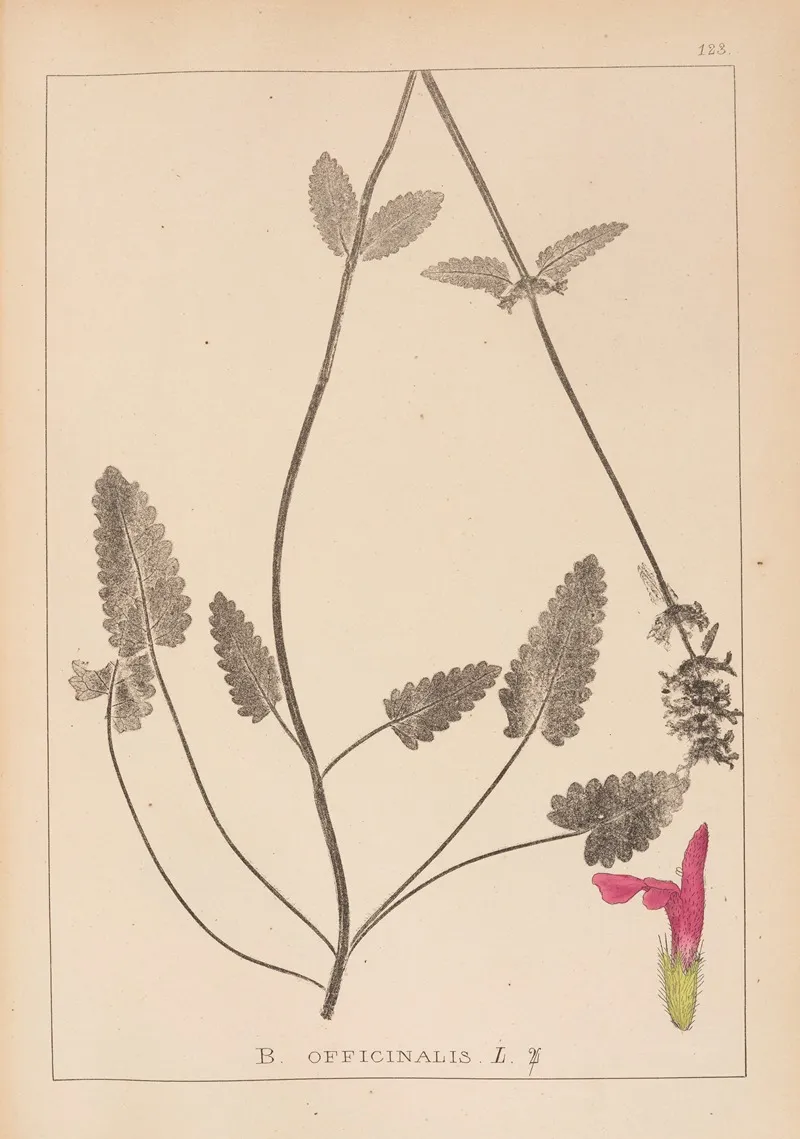 Herbier De La Flore Francaise Pl 0862 by Louis Antoine Cusin - Canvas Print