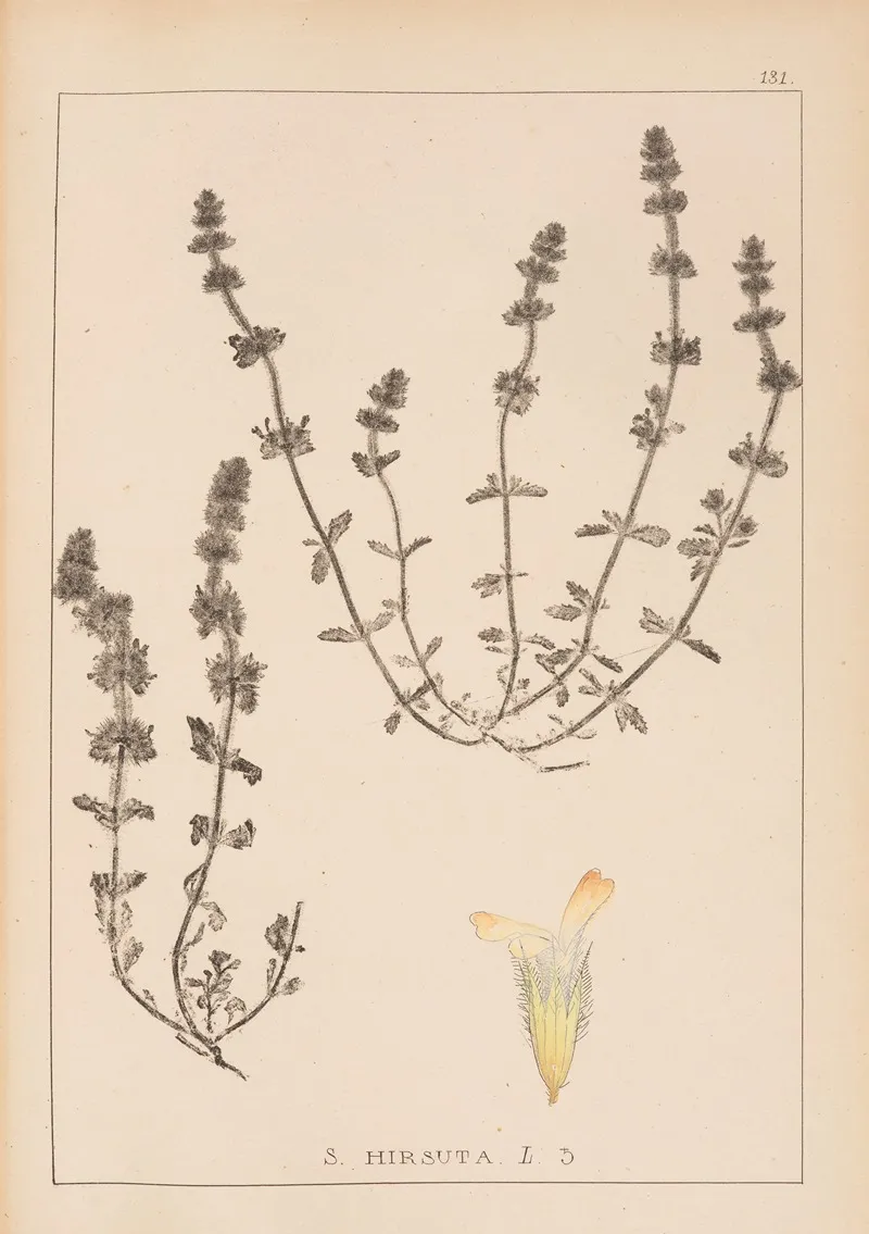 Herbier De La Flore Francaise Pl 0870 by Louis Antoine Cusin - Canvas Print