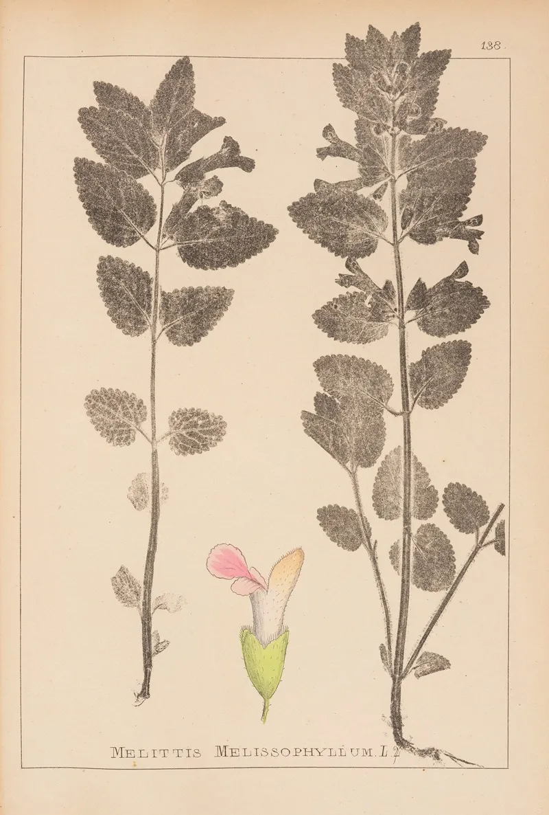 Herbier De La Flore Francaise Pl 0878 by Louis Antoine Cusin - Canvas Print
