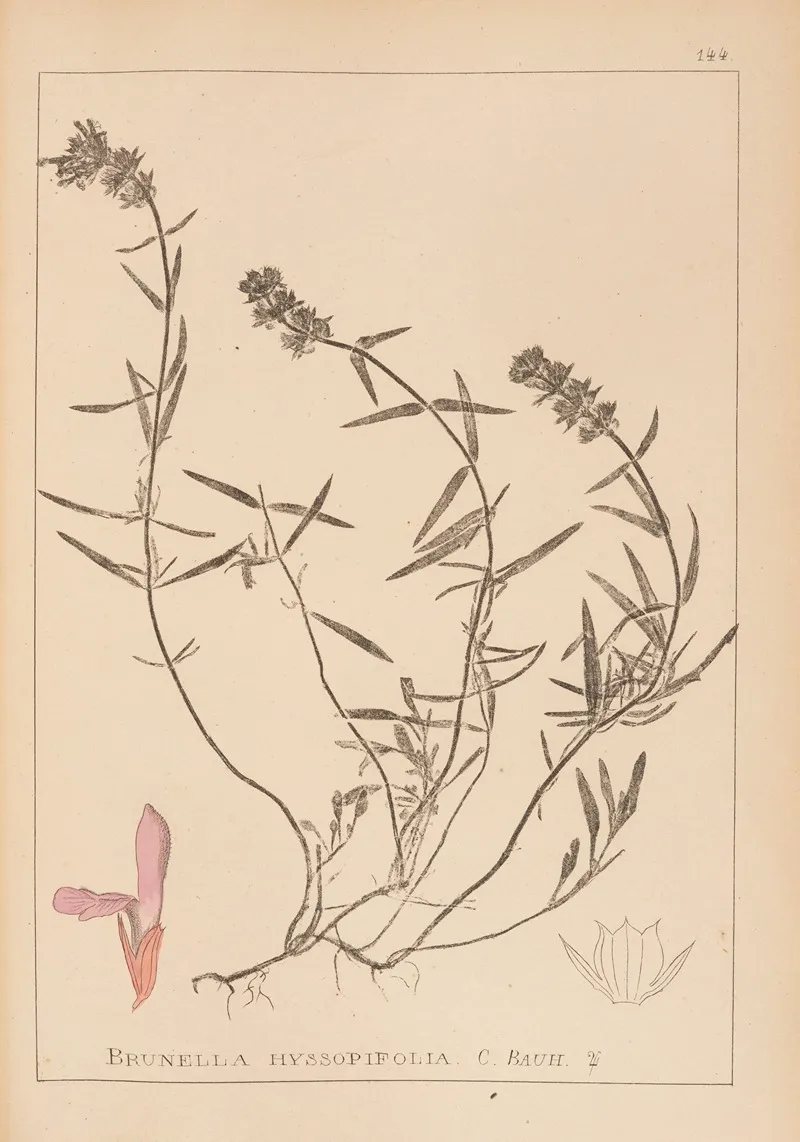 Herbier De La Flore Francaise Pl 0884 by Louis Antoine Cusin - Canvas Print