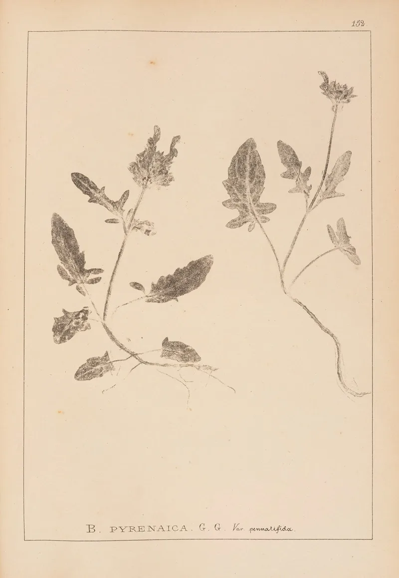 Herbier De La Flore Francaise Pl 0892 by Louis Antoine Cusin - Canvas Print