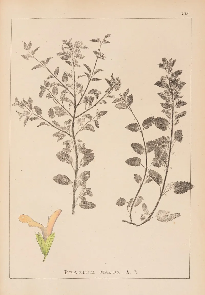 Herbier De La Flore Francaise Pl 0893 by Louis Antoine Cusin - Canvas Print