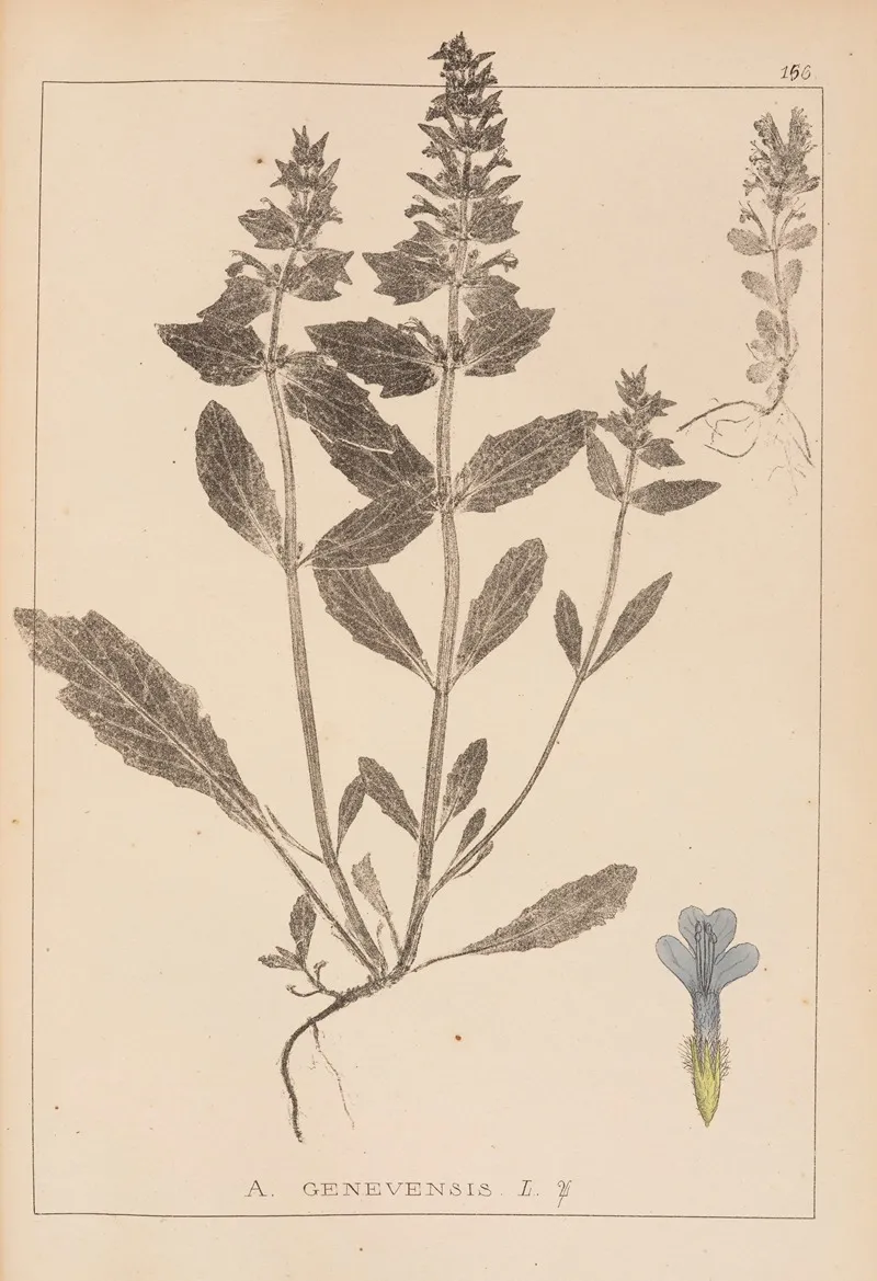Herbier De La Flore Francaise Pl 0896 by Louis Antoine Cusin - Canvas Print