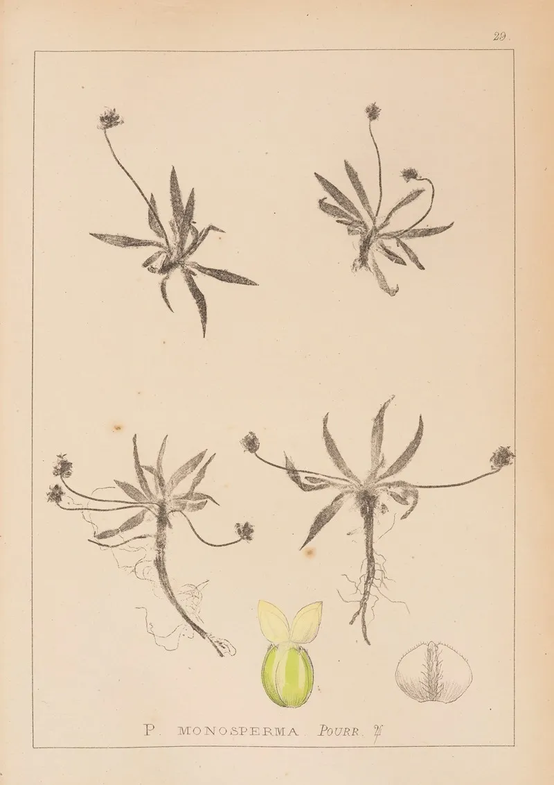Herbier De La Flore Francaise Pl 0947 by Louis Antoine Cusin - Canvas Print