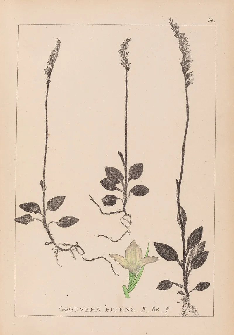 Herbier De La Flore Francaise Pl 0995 by Louis Antoine Cusin - Canvas Print