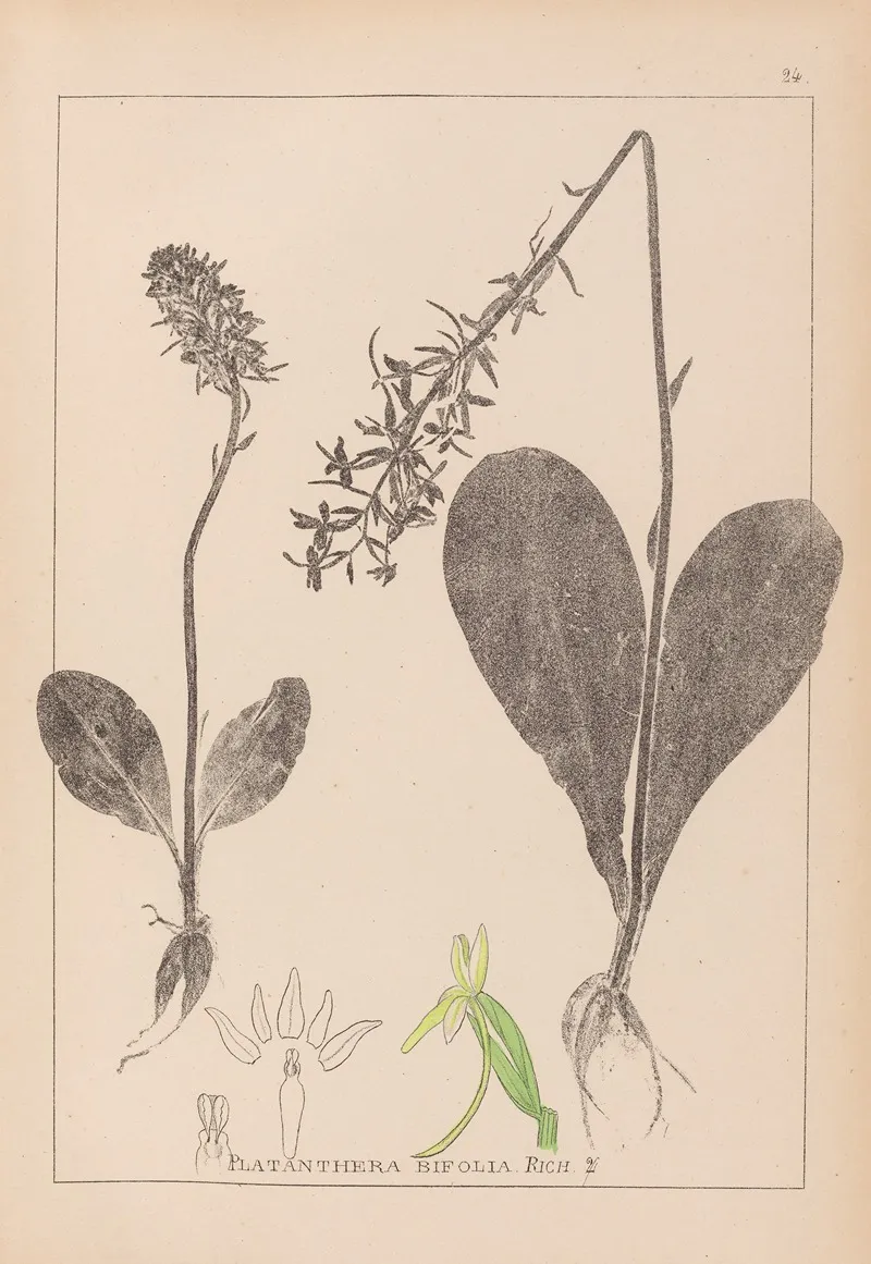 Herbier De La Flore Francaise Pl 1005 by Louis Antoine Cusin - Canvas Print