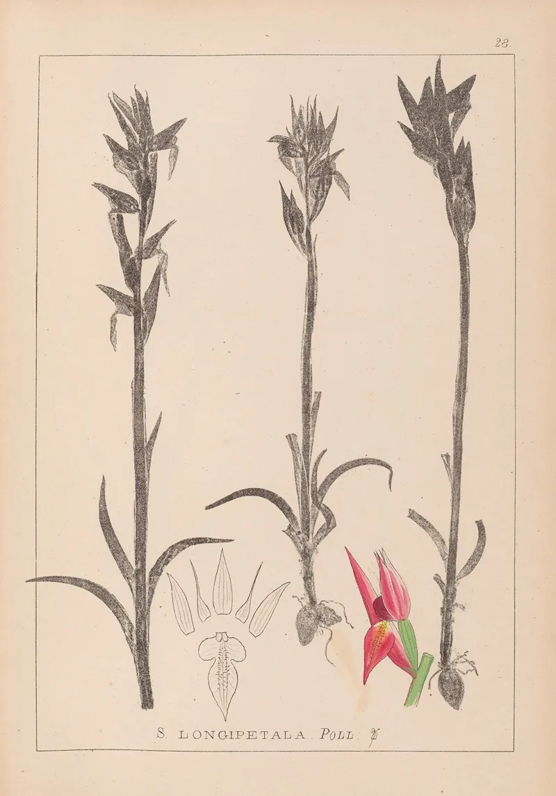 Herbier De La Flore Francaise Pl 1009 by Louis Antoine Cusin - Canvas Print