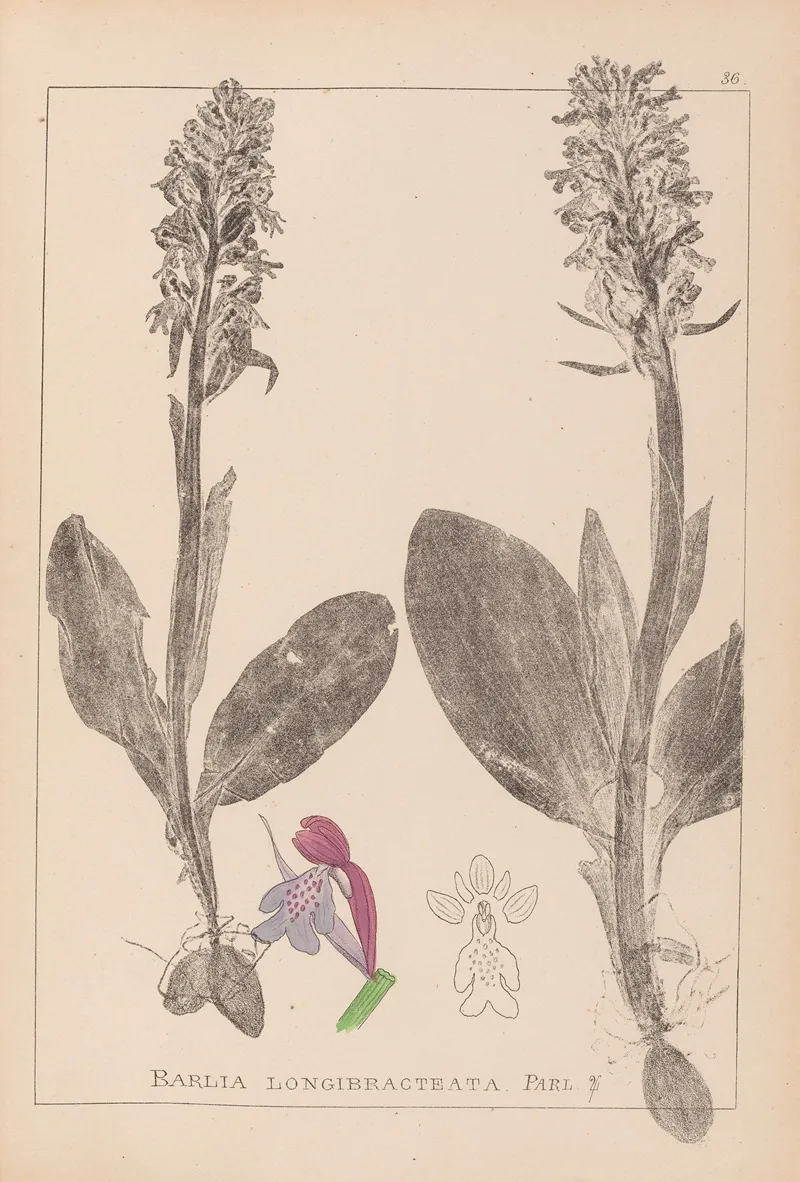Herbier De La Flore Francaise Pl 1017 by Louis Antoine Cusin - Canvas Print