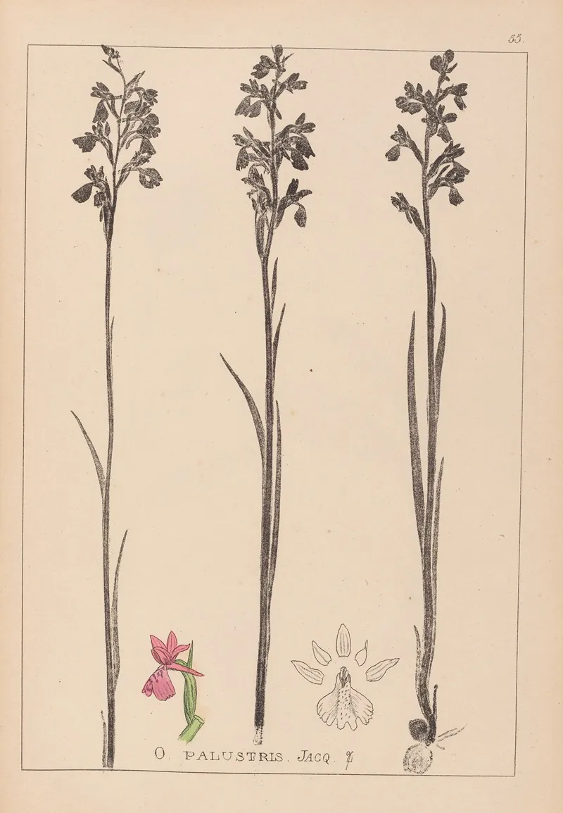 Herbier De La Flore Francaise Pl 1035 by Louis Antoine Cusin - Canvas Print